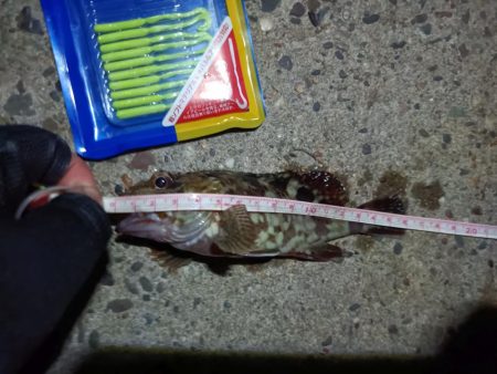 2023/09/04 南港ライトゲーム釣行 （ガシラ狙い）