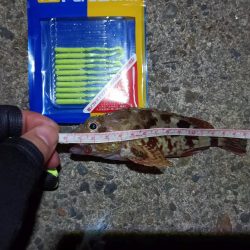 2023/09/06 南港ライトゲーム釣行 （ガシラ狙い）