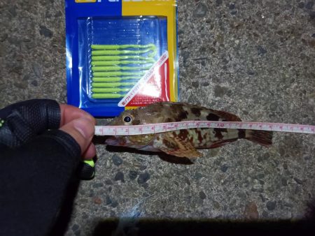 2023/09/06 南港ライトゲーム釣行 （ガシラ狙い）