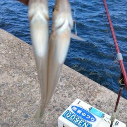 暴風の播磨新島釣行