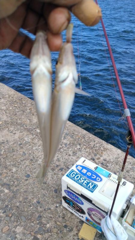 暴風の播磨新島釣行