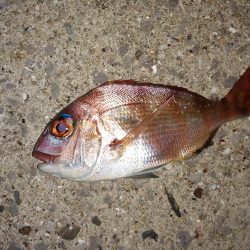 潮の通りでした