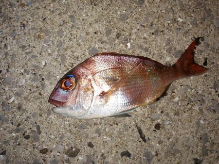 潮の通りでした