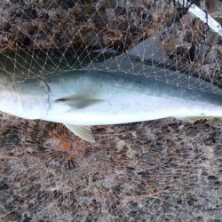 活性悪い播磨新島のキス