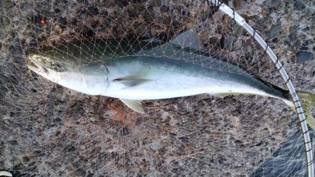 活性悪い播磨新島のキス