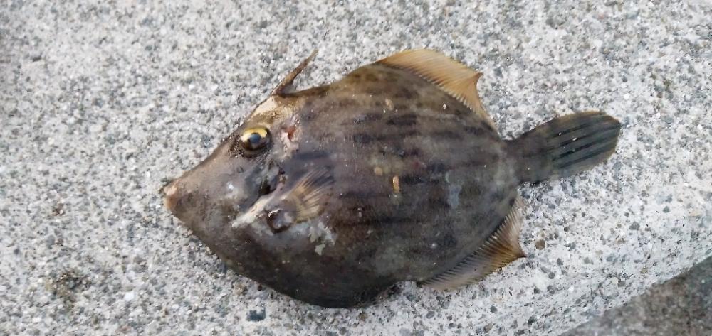 五目釣り