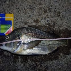 2023/09/09 南港ライトゲーム釣行 （ガシラ狙い）