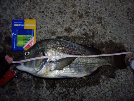 2023/09/09 南港ライトゲーム釣行 （ガシラ狙い）