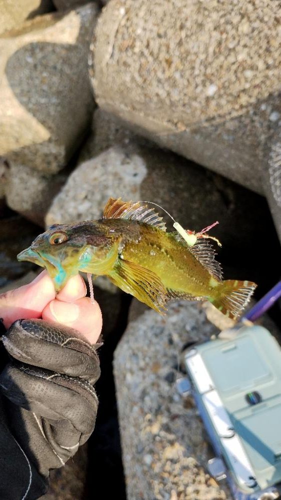 ショアジギング不発