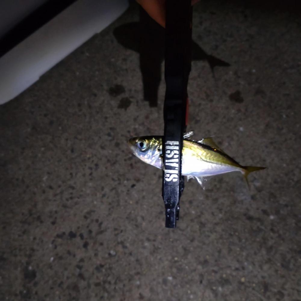 助松埠頭アジング