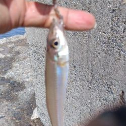 食い込みが悪くなった近場のキス