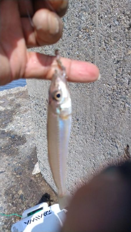 食い込みが悪くなった近場のキス