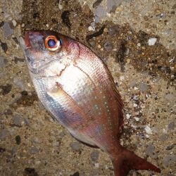 五目釣りになってしまい