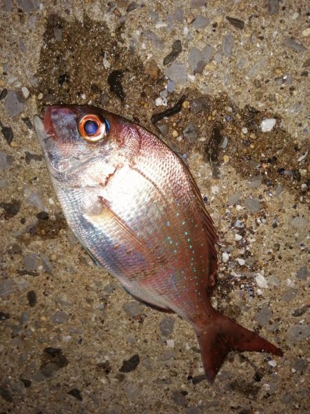 五目釣りになってしまい