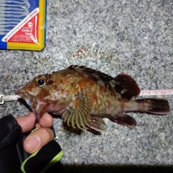 2023/09/12 南港ライトゲーム釣行 （ガシラ狙い）