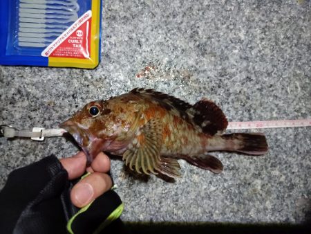 2023/09/12 南港ライトゲーム釣行 （ガシラ狙い）