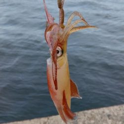 播磨新島のキス調査