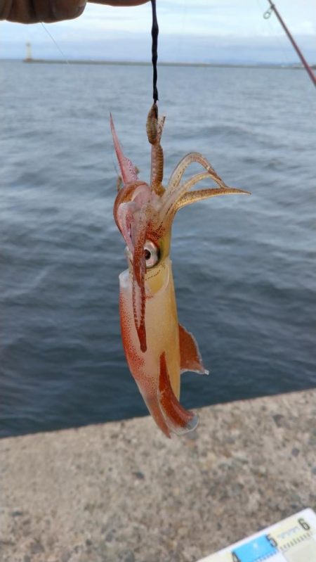 播磨新島のキス調査