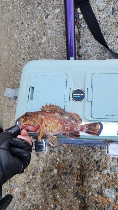 安定のガシリング