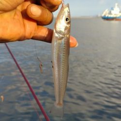 播磨新島のキス釣査