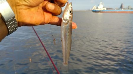 播磨新島のキス釣査