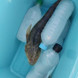 ワタリガニ、キス