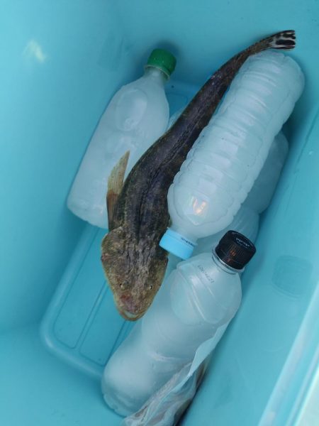 ワタリガニ、キス