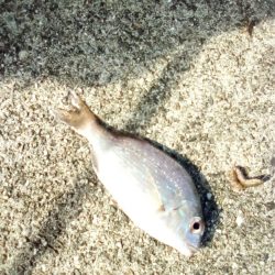 久しぶりの釣り