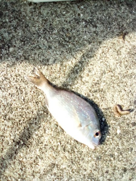 久しぶりの釣り