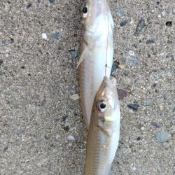 時合い遅く厳しい釣行でした