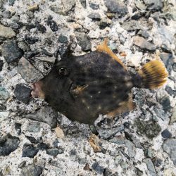 久し振りに12匹