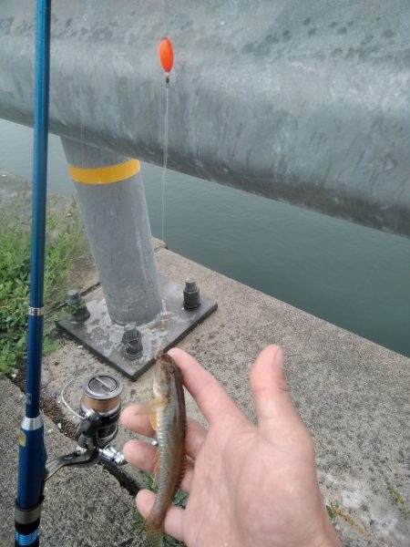 閖上港　青イソメ　ちょい投げ　ハゼ　コチ　熱帯魚？