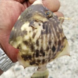 強烈なエサ取りでした