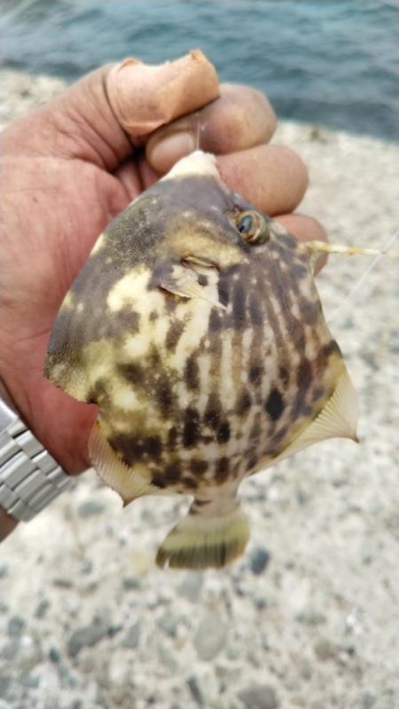 強烈なエサ取りでした