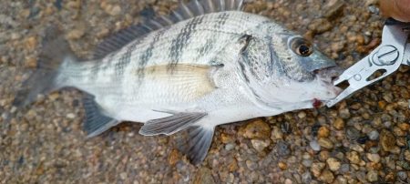 キビレがいっぱい