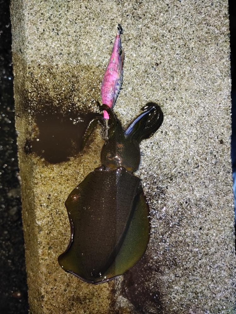 エギング＠泉南