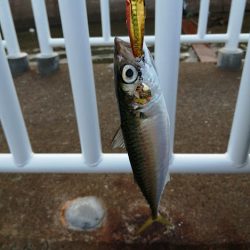 サゴシのお祭り会場にて