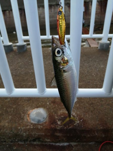 サゴシのお祭り会場にて