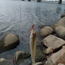 2023/09/23 大阪河川ライトゲーム釣行