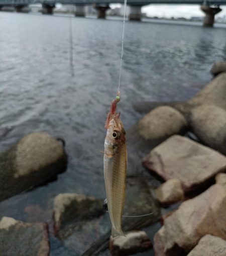 2023/09/23 大阪河川ライトゲーム釣行