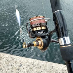 真っ昼間のサゴシ