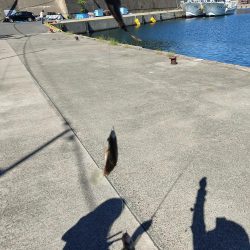 今年はカワハギがたくさん!!