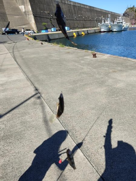 今年はカワハギがたくさん!!