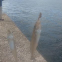 キ活性活性が悪い播磨新島