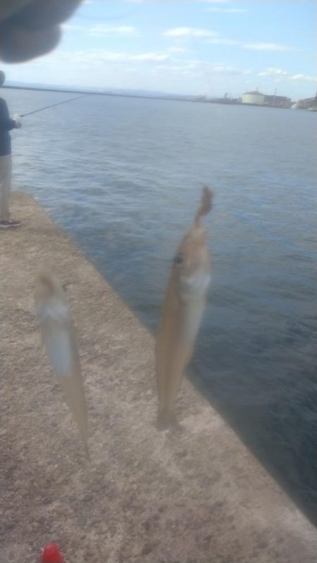 キ活性活性が悪い播磨新島