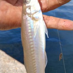 更に厳しくなった播磨新島のキス