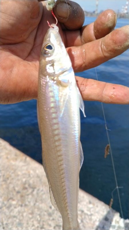 更に厳しくなった播磨新島のキス