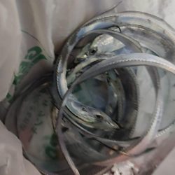 初挑戦タチウオ釣り！