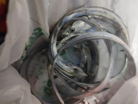 初挑戦タチウオ釣り！