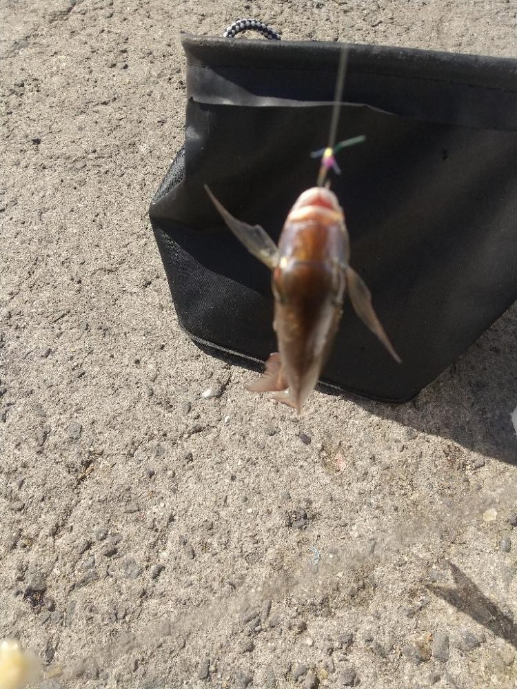 釣れてる釣りを